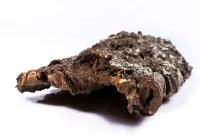 <center>Kora surowa <br>do terrarium </center>