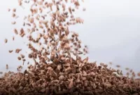 <center>Granulat korkowy</center>