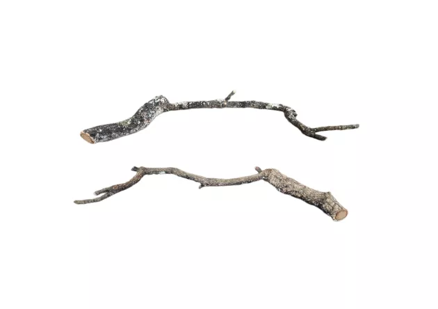 Naturalna gałąź korkowa