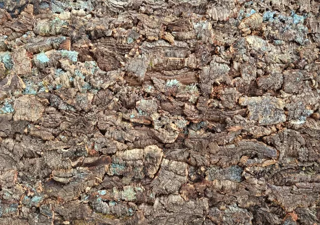 korek na ścianę, kora dębu korkowego- VIRGIN 25mm  900mm x 600mm