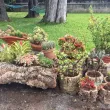 Naturalne tuby korkowe, duża o średnicy 15cm i więcej - wyprzedaż! - 5