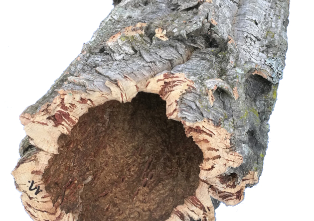 Naturalna tuba korkowa, duża o średnicy 15-25 cm!