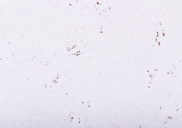 korek dekoracyjny DECORATIVE SNOW 3mm
