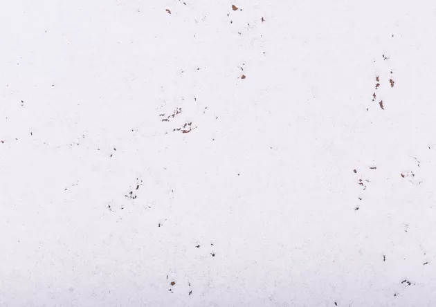 korek dekoracyjny DECORATIVE SNOW 3mm