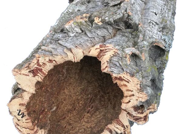 Tuby z dębu korkowego, naturalne