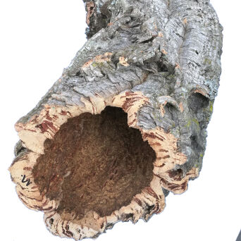 Tuby z dębu korkowego, naturalne