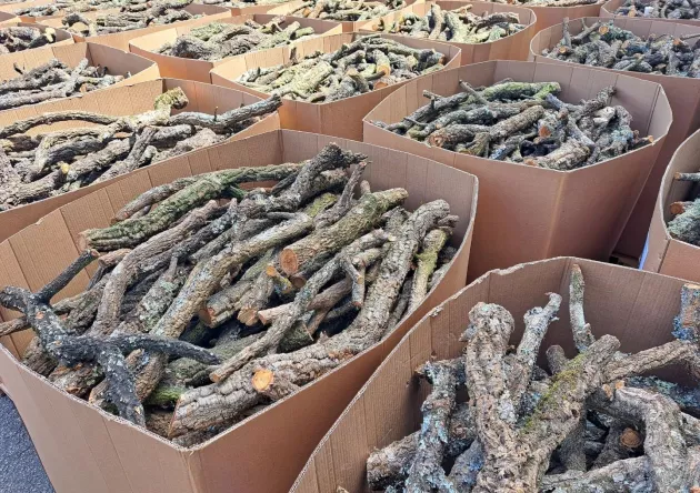 Naturalne gałęzie korkowe z dębu