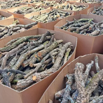 Naturalne gałęzie korkowe z dębu