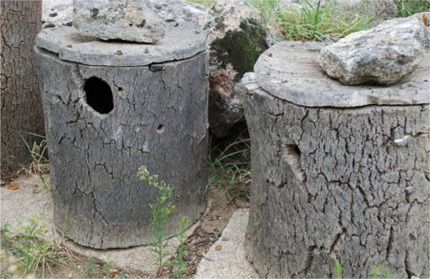 ule z kory z korka dębowego