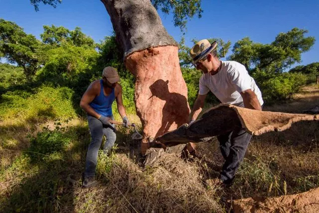 Turystyka w lasach korkowych