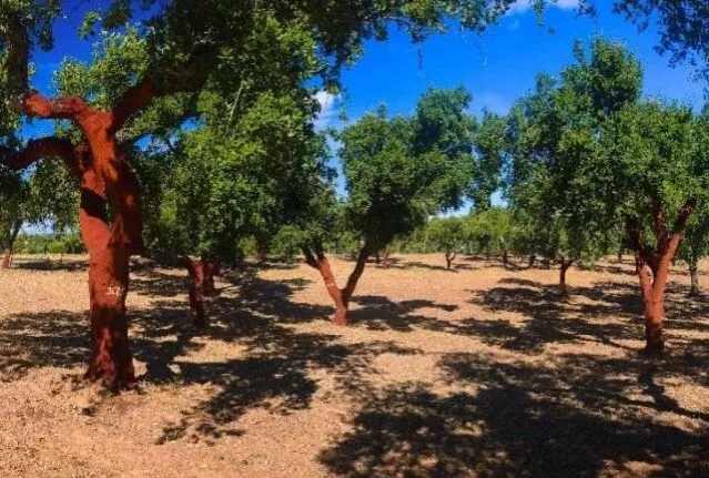 Chciałbyś mieć ekologiczną ścianę? Wypróbuj korek!