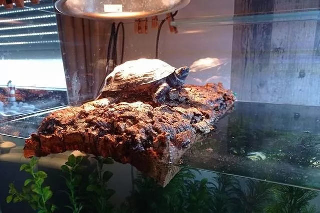 Korek na ściany terrarium - wybierz korek ekspandowany!